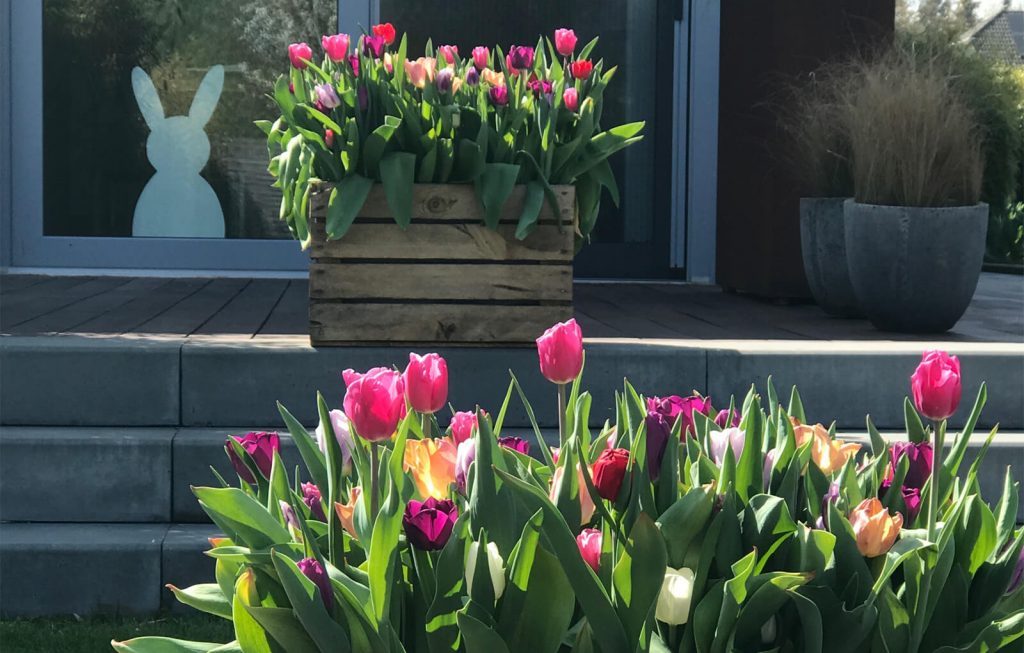 Frühjahrsankündigung – Die Tulpenkiste – gartenplus